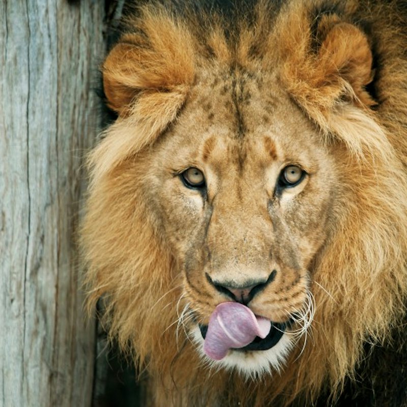Schönbrunn Zoo: Skip The Line Admission Ticket