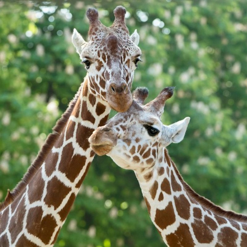 Vienna Family Fun: Schönbrunn Zoo + House of Music