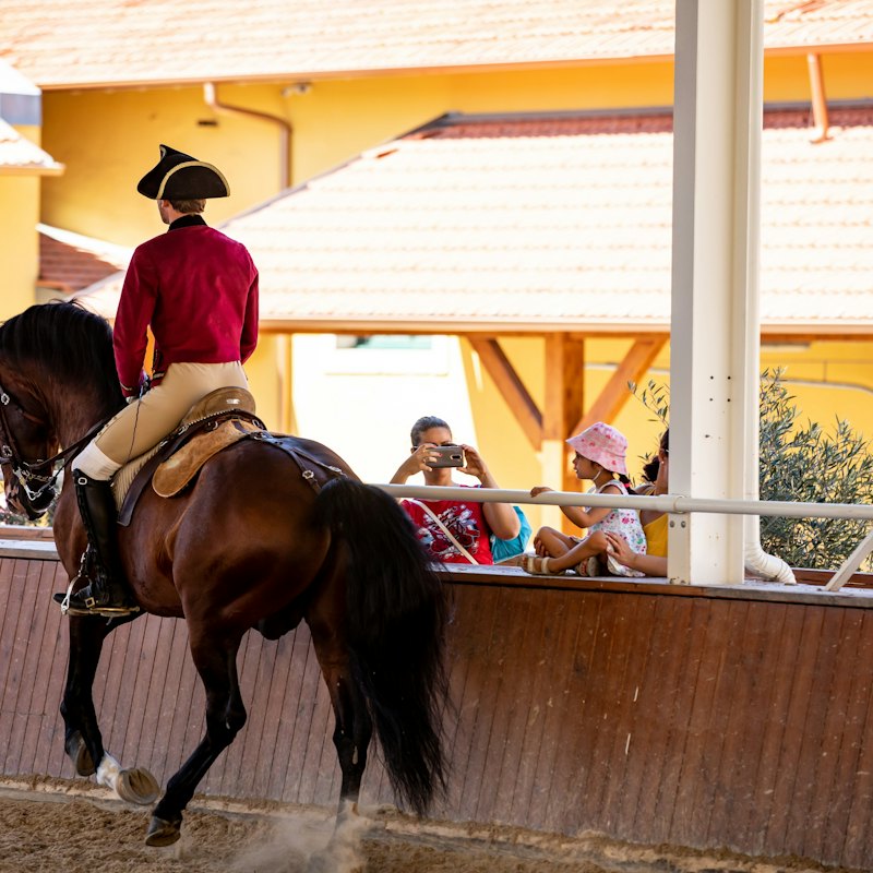 Portuguese School of Equestrian Art: Morning Training