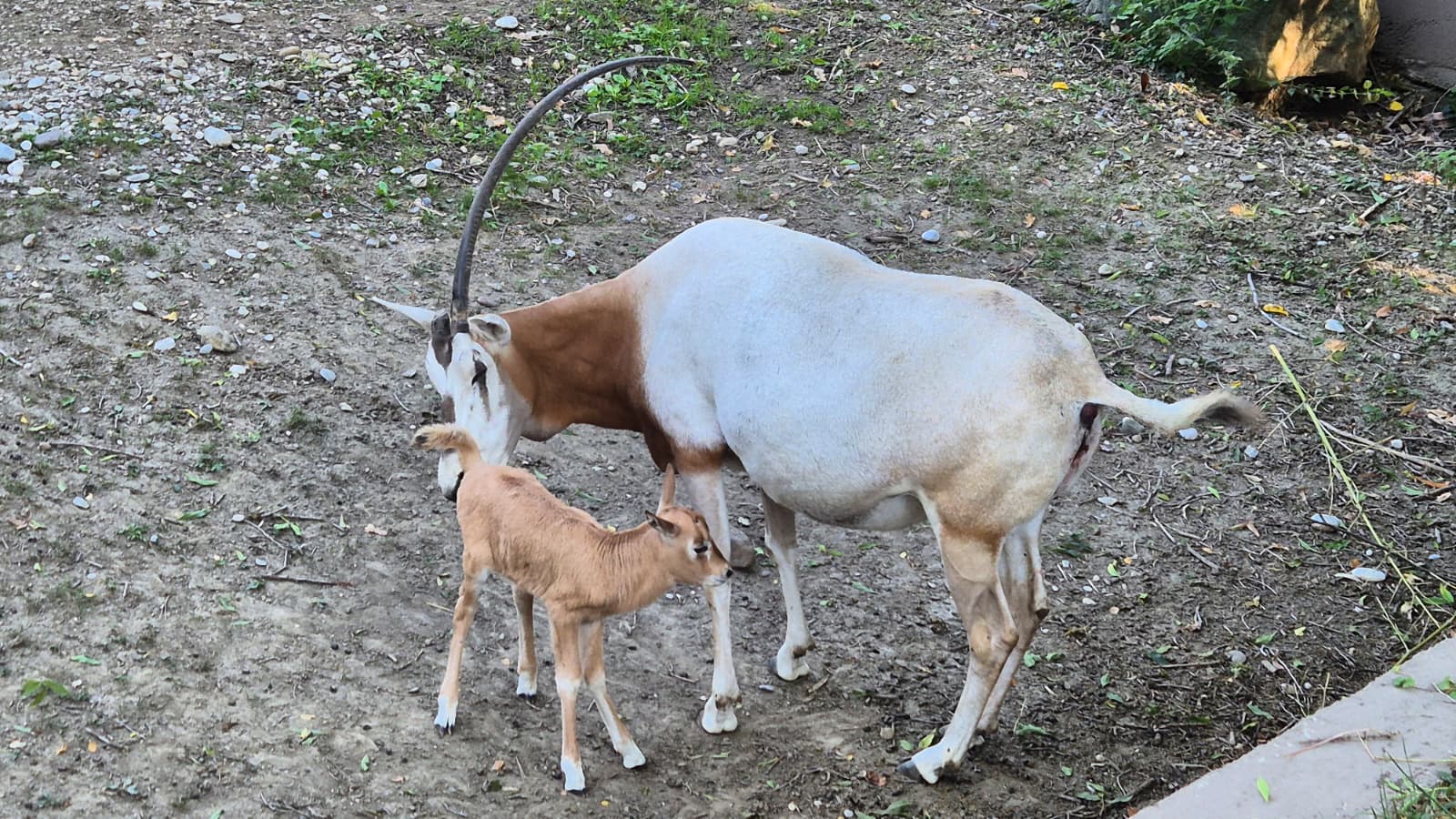 Zagreb Zoo at Maksimir Park