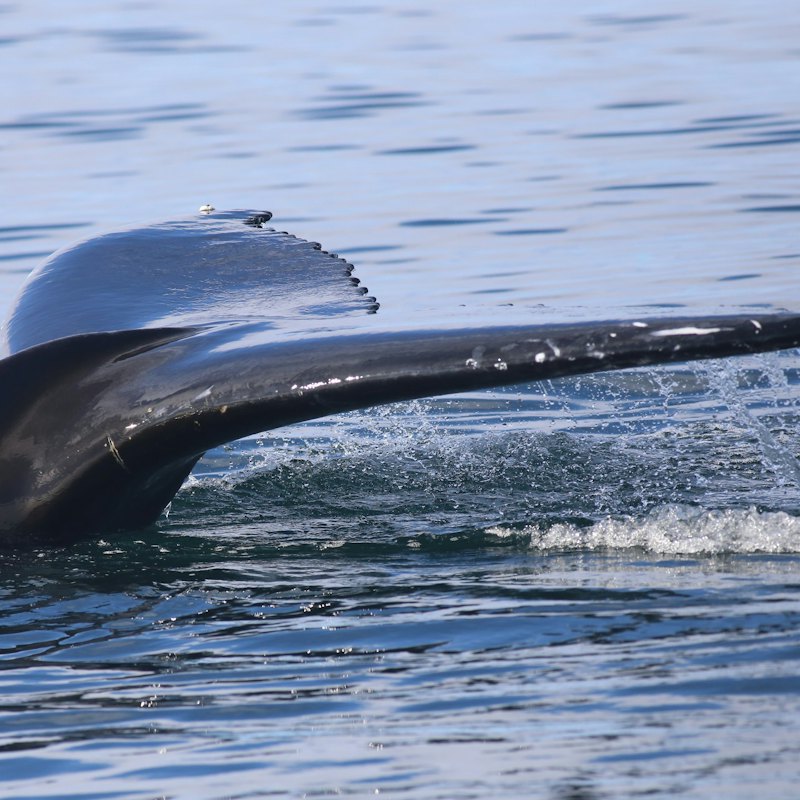 Reykjavik: Whale Watching & Northern Lights Combo Cruise