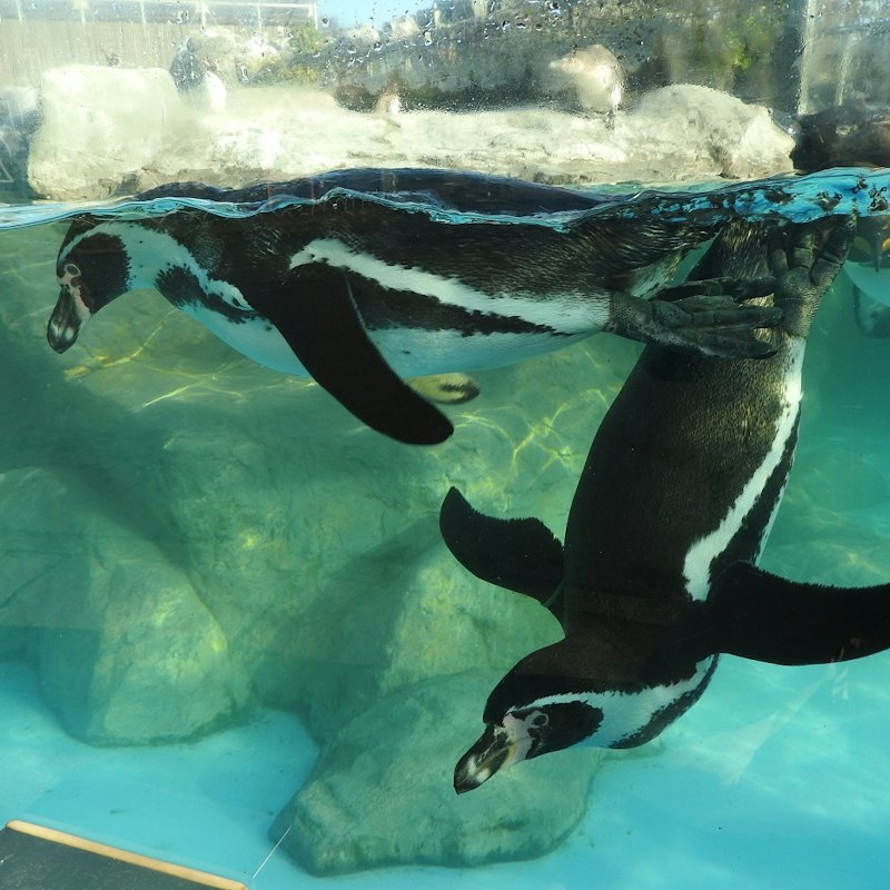 Tobu Zoo: Admission Ticket