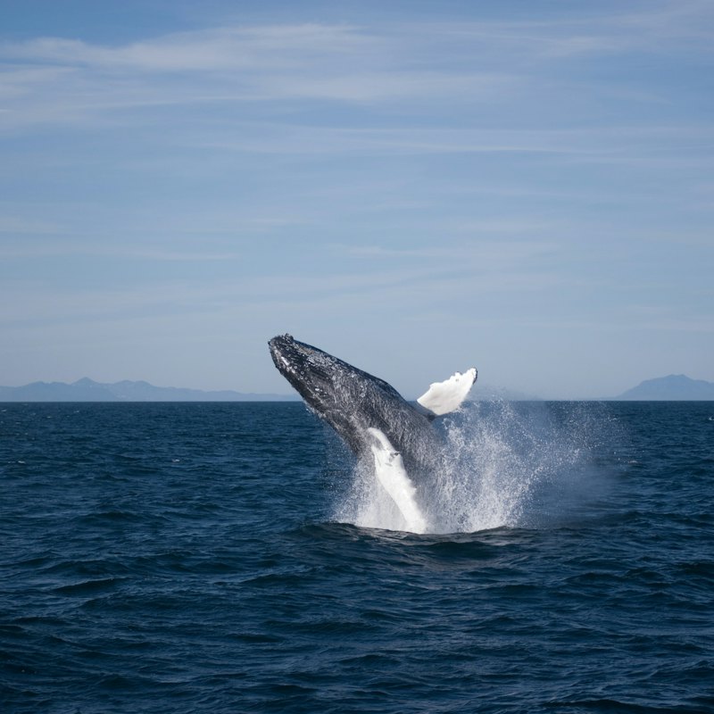 Whale Watching: Elding's Wildlife Exhibition Entry + Tour from Reykjavik