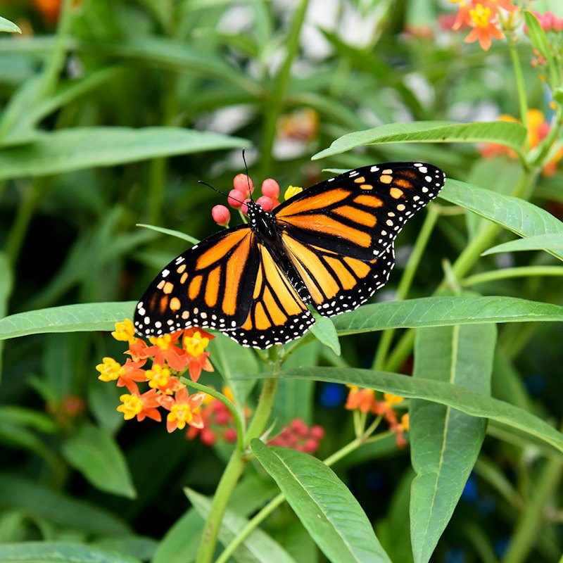 Niagara Falls Butterfly Conservatory: Entry Ticket