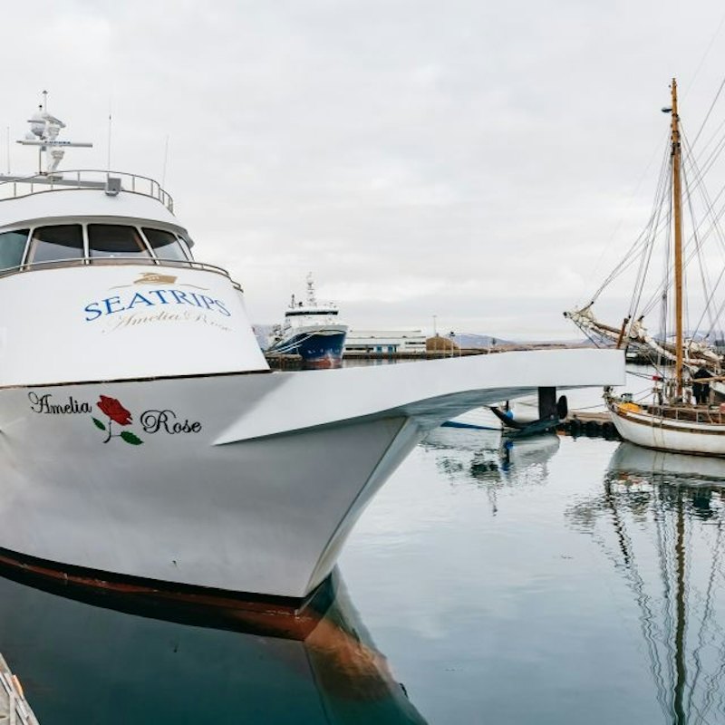 Reykjavík: Luxury Yacht Whale Watching Cruise