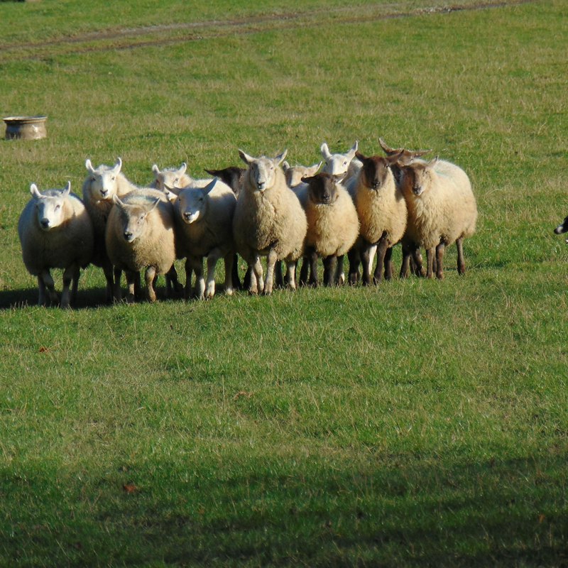 Wicklow, Glendalough & Kilkenny: Tour from Dublin with Sheep Demonstration