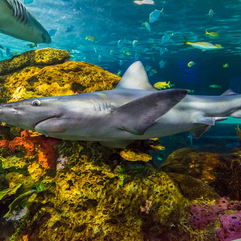 Ripley's Aquarium of Canada: Entry Ticket
