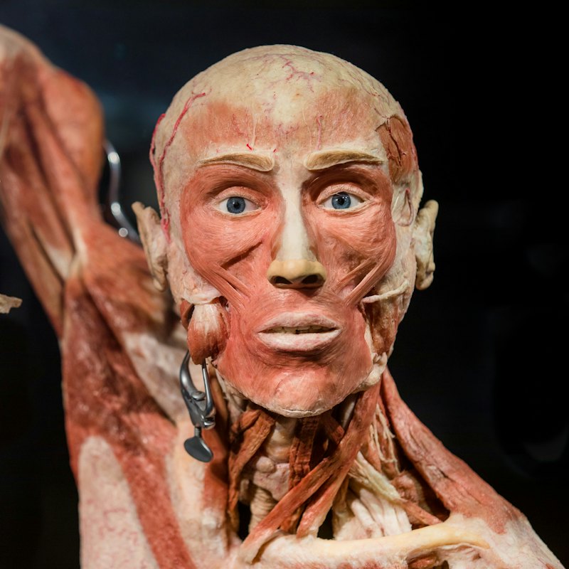 BODY WORLDS - The Happiness Project: Skip The Line Ticket