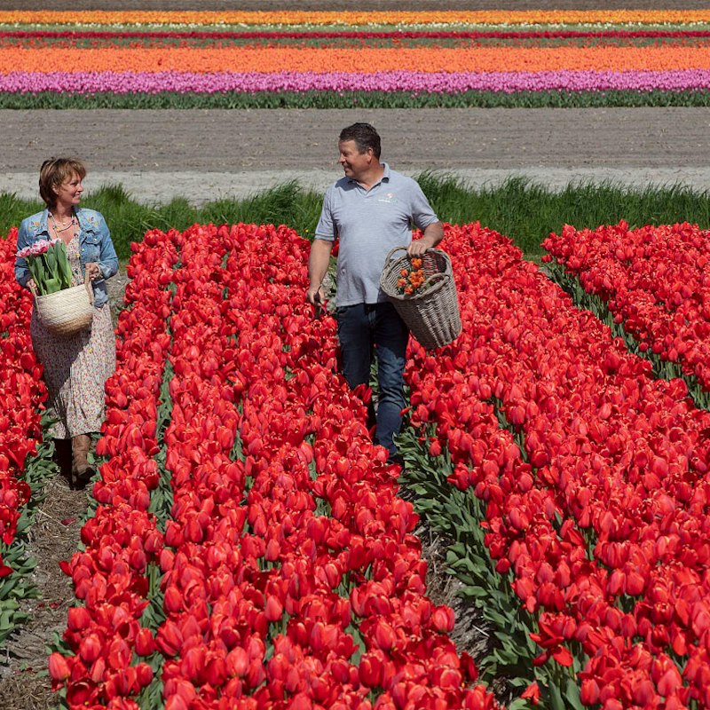 Keukenhof: Day Trip + Windmill Cruise
