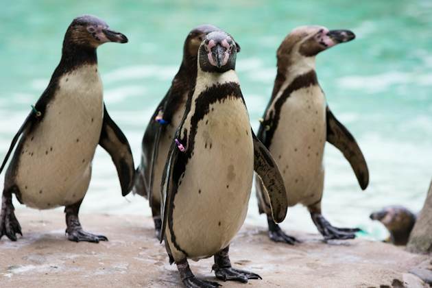 London Zoo: Entry Ticket