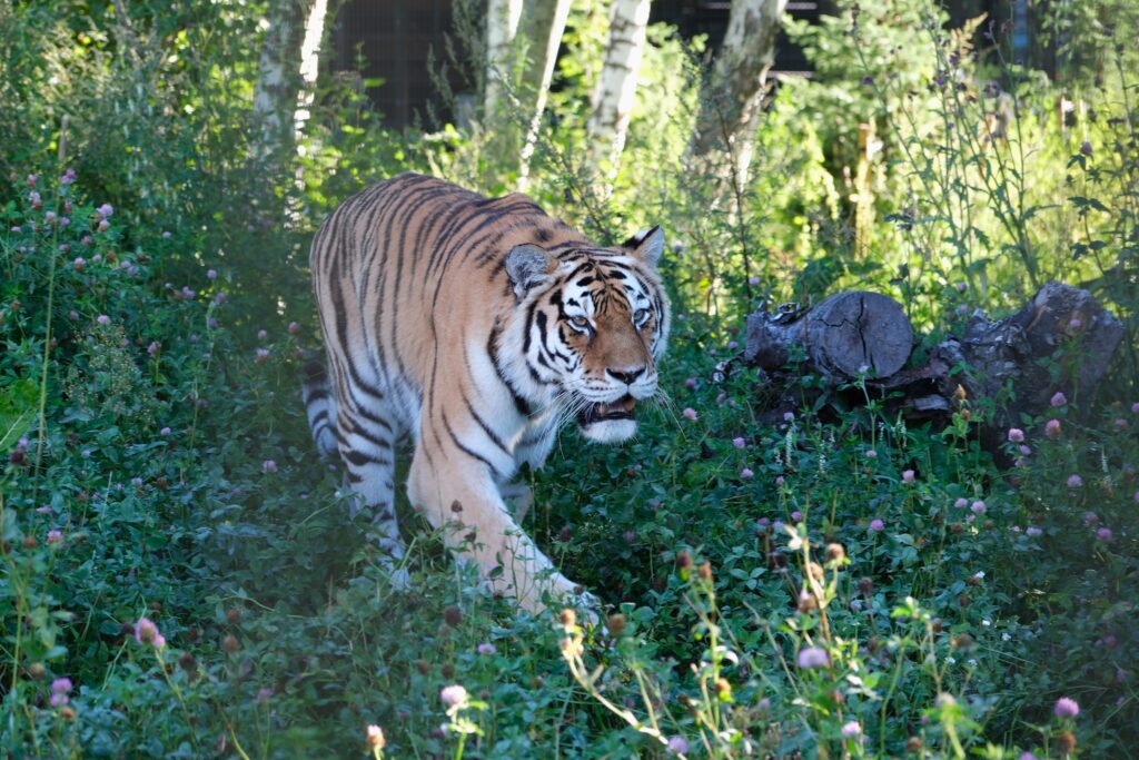 Tallinn Zoo