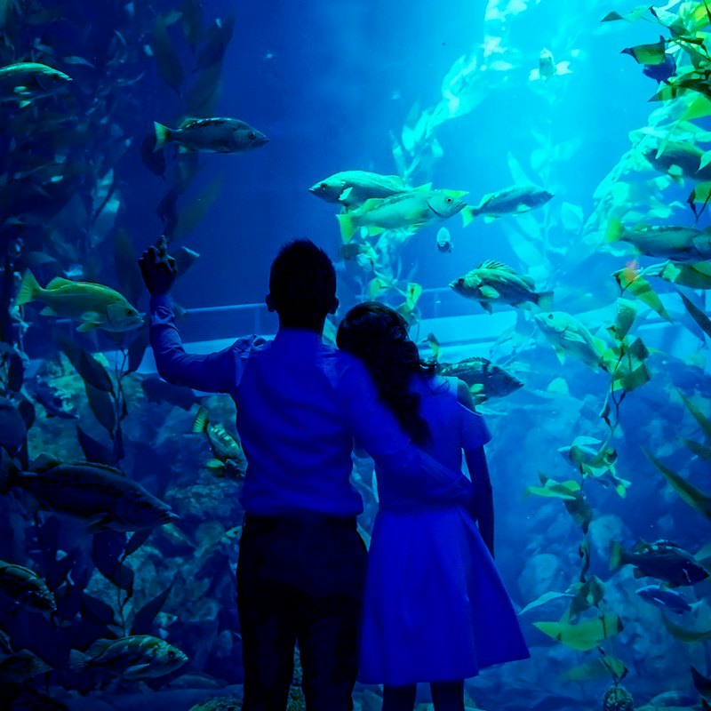 Ripley's Aquarium of Canada: Sharks After Dark