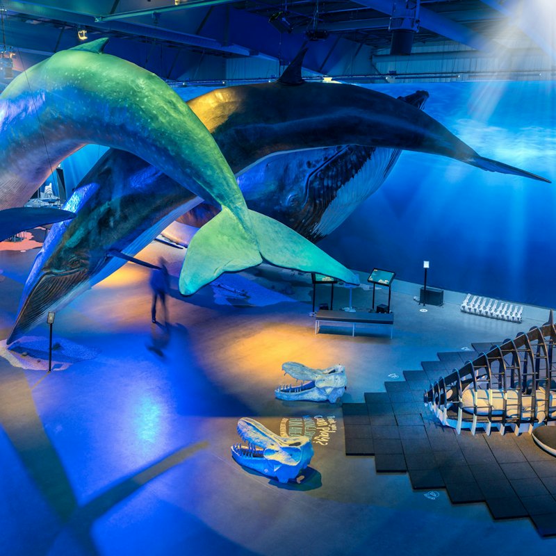 Whales of Iceland: Entry Ticket