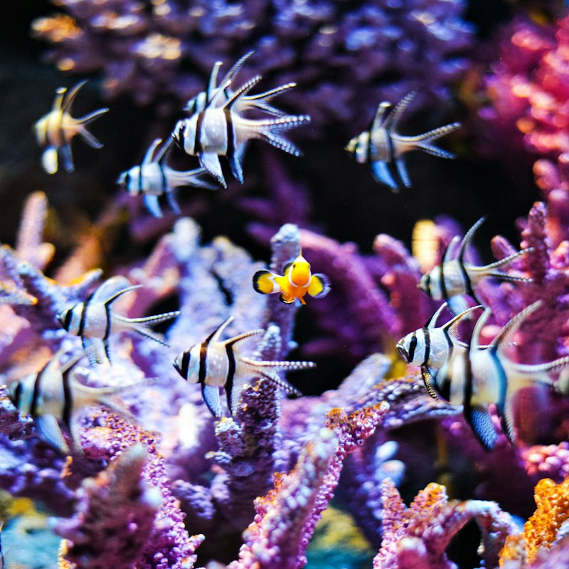 SEA LIFE Bangkok Ocean World: Entry Ticket